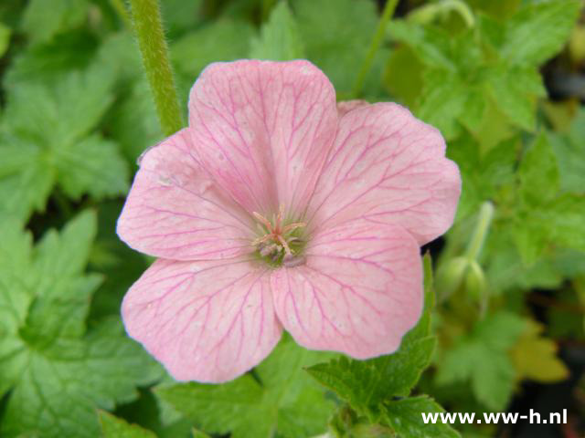 Geranium endressii