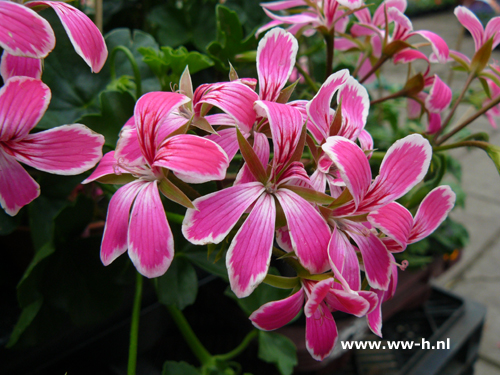 Geranium hang Oostenrijkse rose-wit