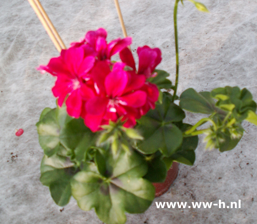 Geranium hang rood