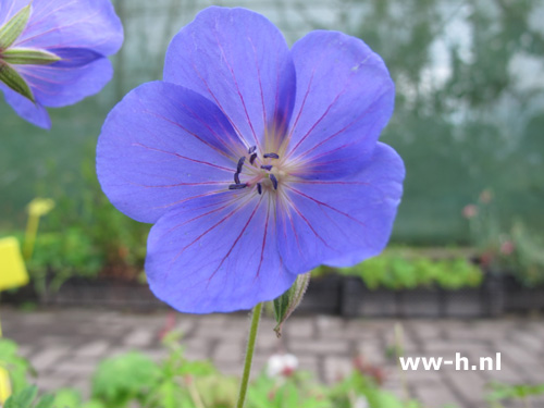 Geranium himalayense