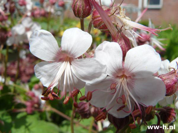 Geranium macrorrhizum ' Spessart '