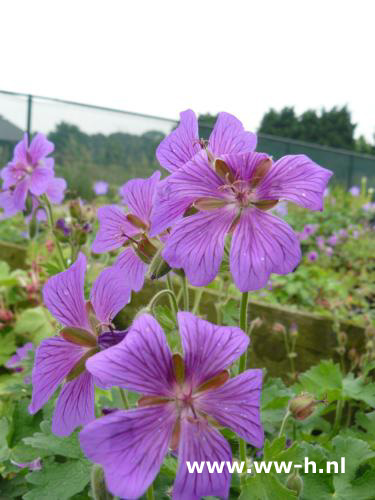 Geranium magnificum