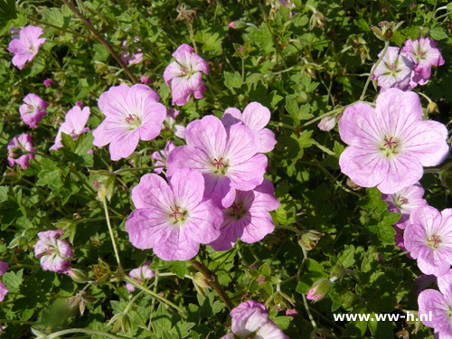 Geranium nodosum - Klik op de afbeelding om het venster te sluiten