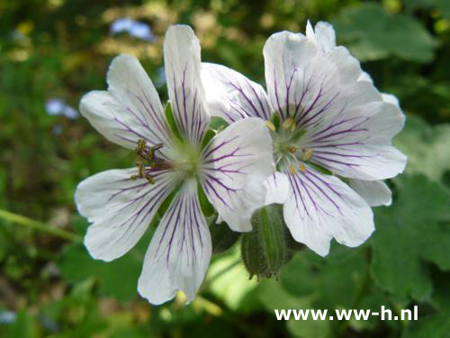 Geranium renardii