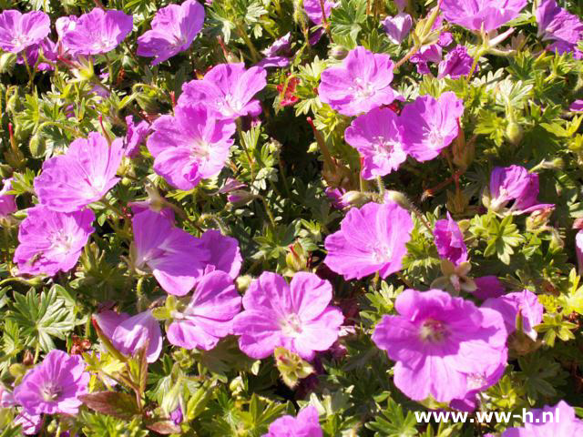 Geranium sanguineum