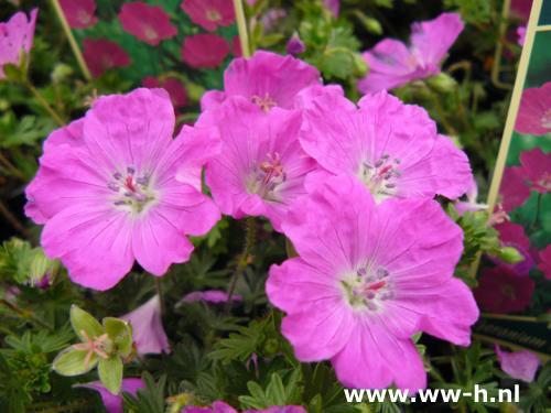 Geranium sanguineum - Klik op de afbeelding om het venster te sluiten