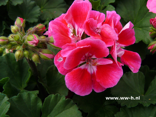 Geranium staand donkerrose - Klik op de afbeelding om het venster te sluiten