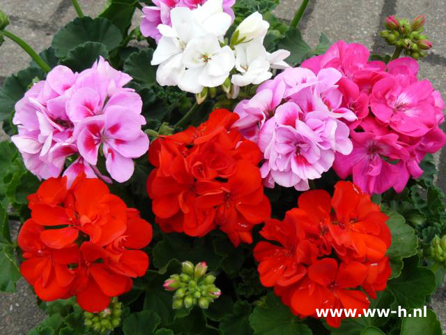 Geranium staand in soorten 1,75 : 3 voor 4,50 Geranium staand in soorten 1,75 : 3 voor 4,50