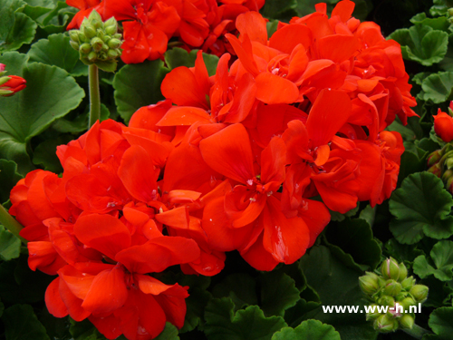 Geranium staand oranje