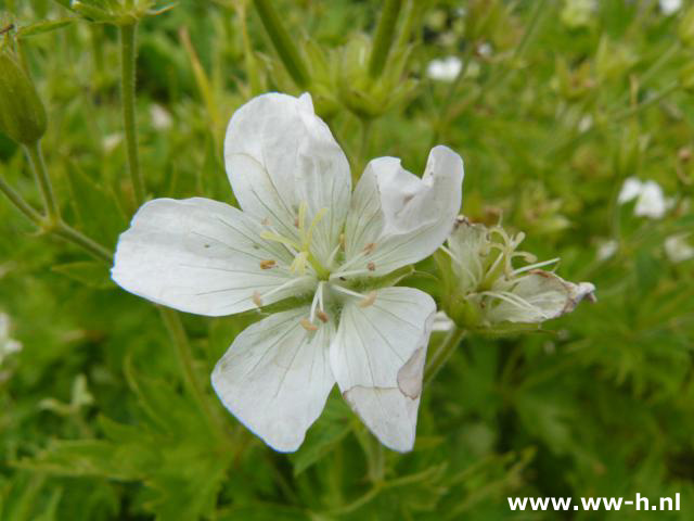 Geranium sylvaticum