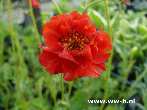 Geum chiloense