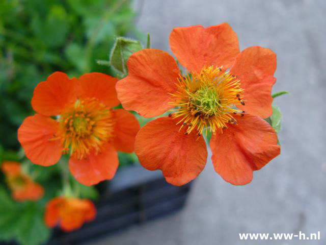 Geum coccineum