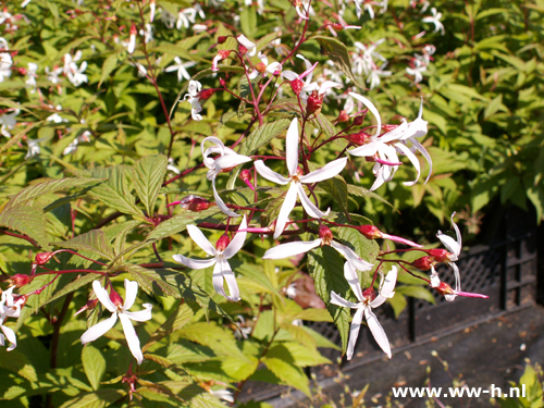 Gillenia trifoliata