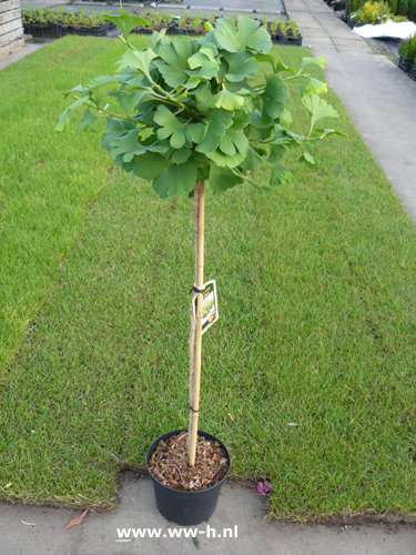 Ginkgo biloba 'Mariken' - Klik op de afbeelding om het venster te sluiten