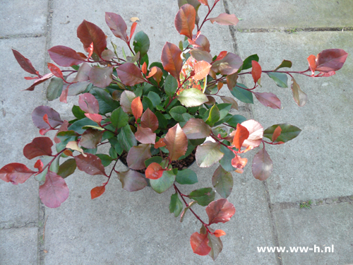 Glansmispel Photinia 'Little Red Robin' v.a.5,99 - Klik op de afbeelding om het venster te sluiten