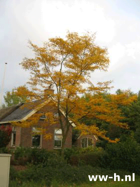 Gleditsia triacanthos 'Sunburst'