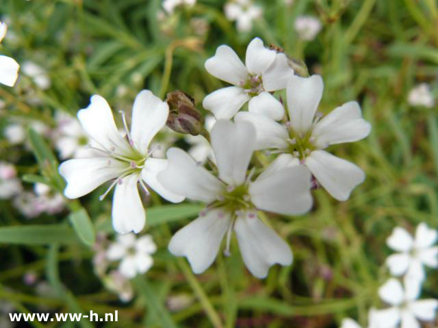 Gypsophila repens