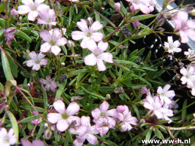 Gypsophila repens