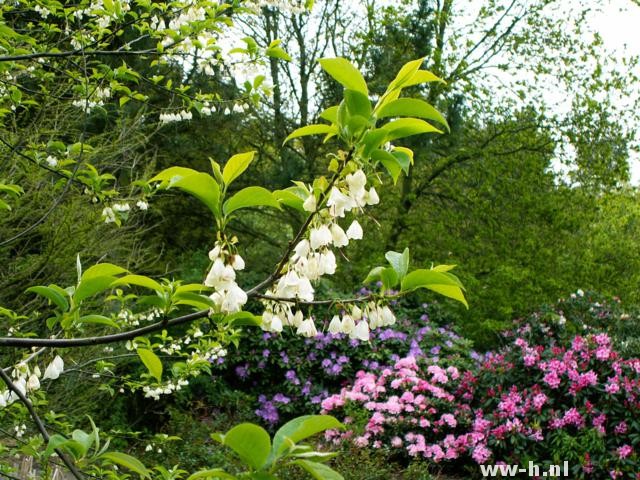 Halesia carolina - Klik op de afbeelding om het venster te sluiten