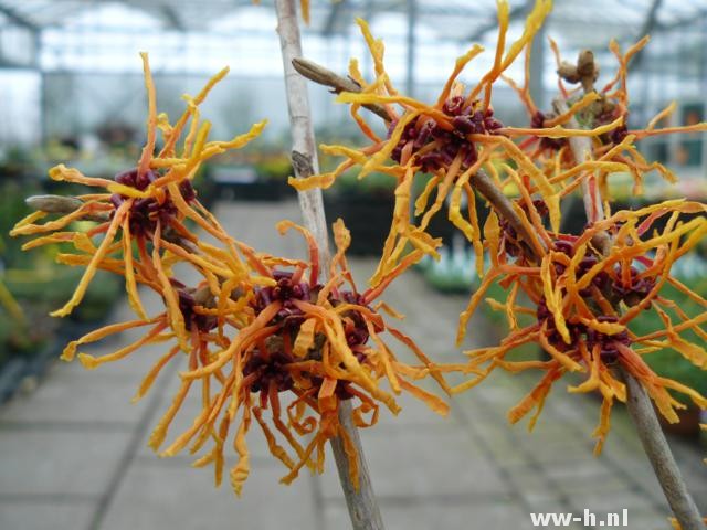 Hamamelis intermedia 'Aphrodite' - Klik op de afbeelding om het venster te sluiten