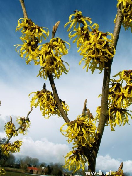 Hamamelis intermedia 'Arnold Promise' - Klik op de afbeelding om het venster te sluiten