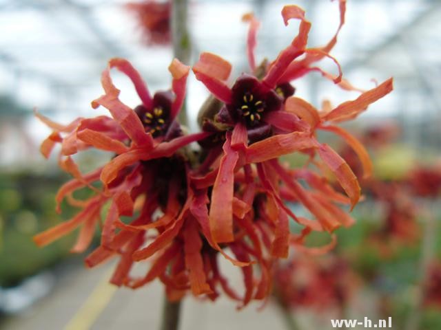 Hamamelis intermedia 'Diane' Hamamelis intermedia 'Diane'