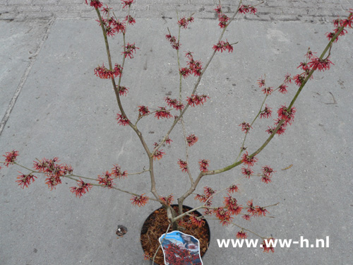 Hamamelis intermedia 'Diane'