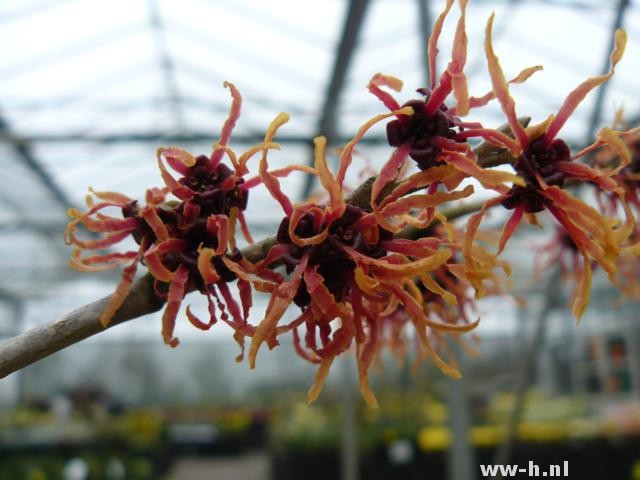 Hamamelis intermedia 'Feuerzauber' Hamamelis intermedia 'Feuerzauber'
