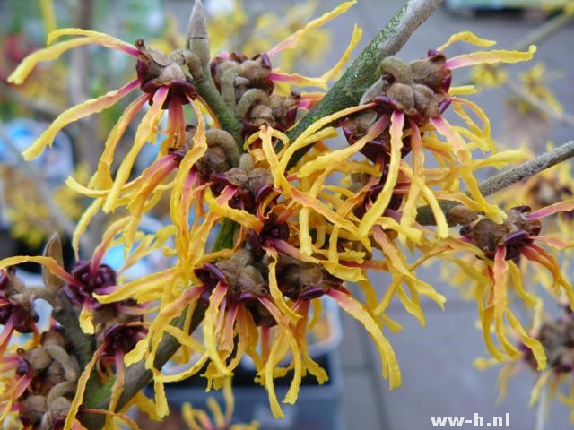 Hamamelis intermedia 'Orange Beauty' - Klik op de afbeelding om het venster te sluiten