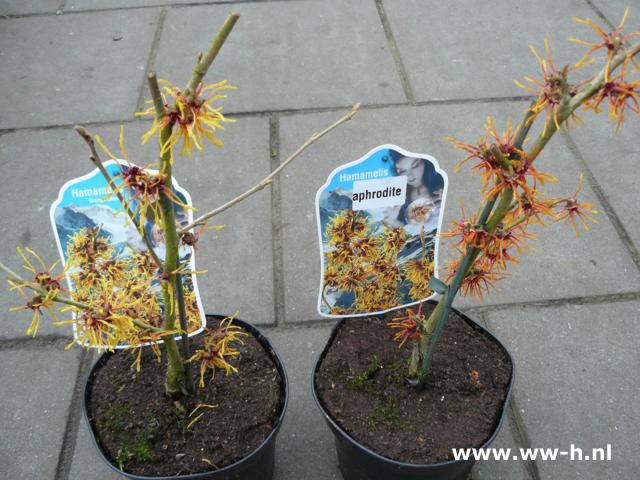 Hamamelis intermedia 'Orange Beauty' - Klik op de afbeelding om het venster te sluiten