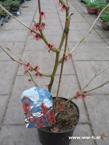 Hamamelis intermedia 'Ruby Glow' - Klik op de afbeelding om het venster te sluiten