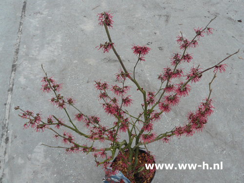 Hamamelis intermedia 'Ruby Glow' - Klik op de afbeelding om het venster te sluiten