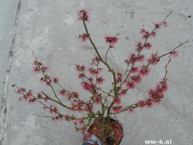 Hamamelis intermedia 'Ruby Glow' - Klik op de afbeelding om het venster te sluiten