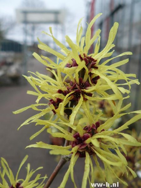 Hamamelis intermedia 'Sunburst' - Klik op de afbeelding om het venster te sluiten