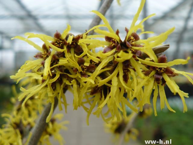 Hamamelis intermedia 'Westerstede' Hamamelis intermedia 'Westerstede'