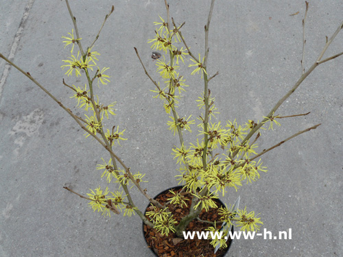 Hamamelis intermedia 'Westerstede'