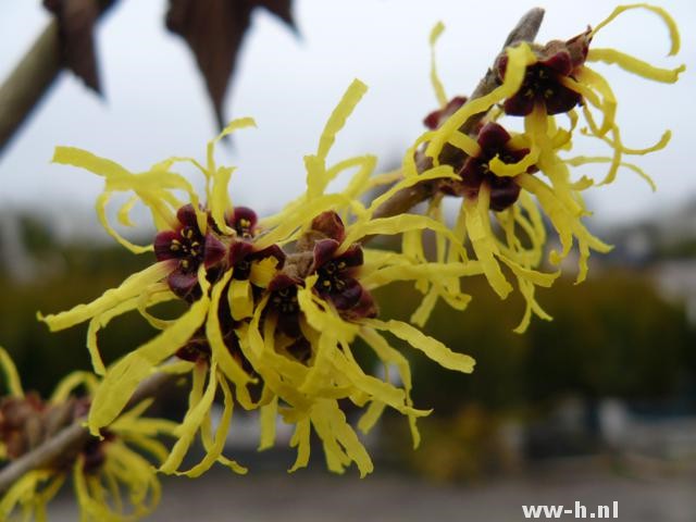 Hamamelis mollis