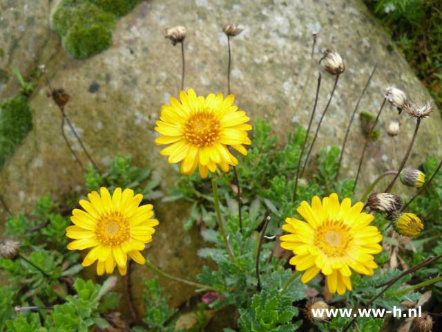 Haplopappus glutinosus