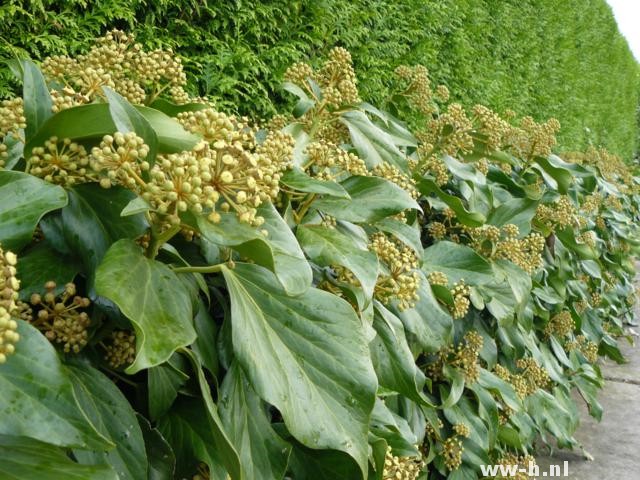 Hedera colchica 'Fall Favourite'