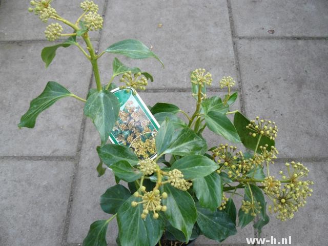 Hedera colchica 'Fall Favourite'