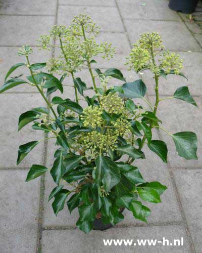 Hedera helix Arborescent Group 4.99