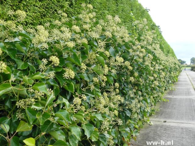 Hedera helix 'Arborescent Group' - Klik op de afbeelding om het venster te sluiten