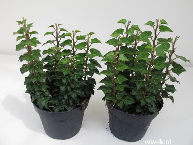 Hedera helix 'Erecta' Hedera helix 'Erecta'