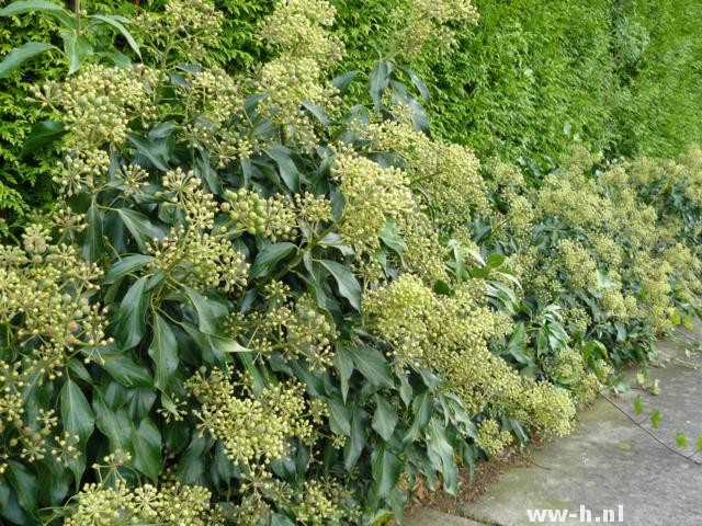 Hedera helix 'Zorgvlied'