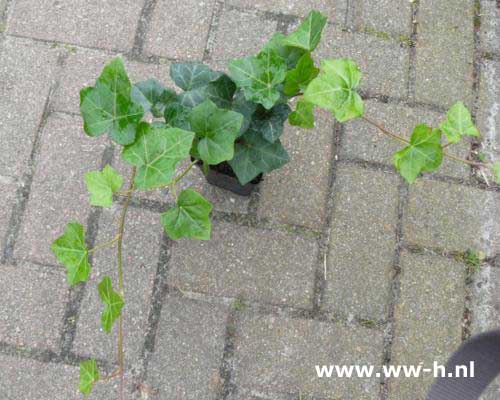 Hedera hibernica pot 9 cm 0.99 pot 13 cm 1,99