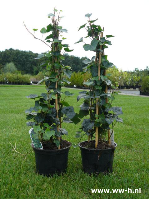 Hedera hibernica 80 cm. 3,99 ; 150 cm 5,99