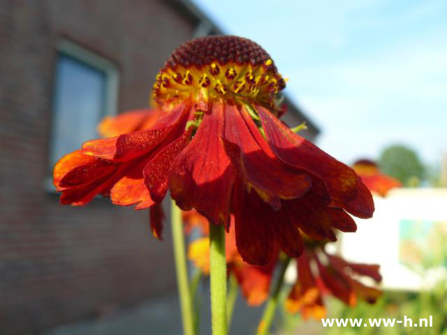 Helenium