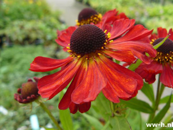 Helenium ' Rubinzwerg ' * * * - Klik op de afbeelding om het venster te sluiten