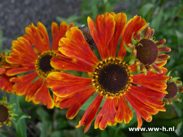 Helenium