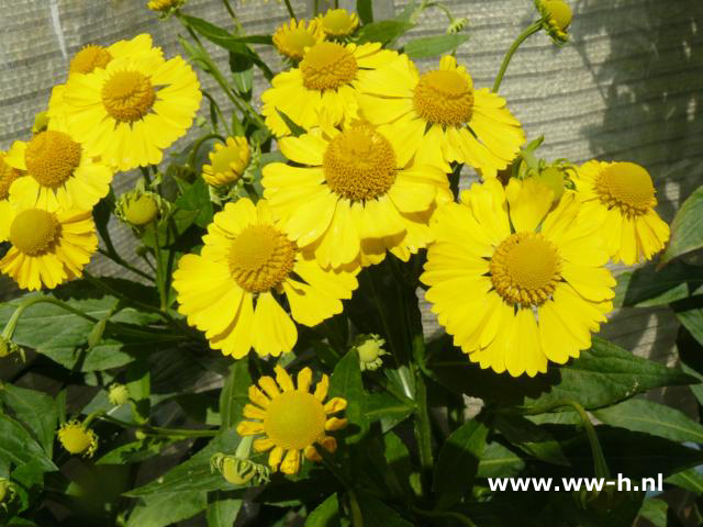 Helenium autumnale 'Pumilum Magnificum' - Klik op de afbeelding om het venster te sluiten